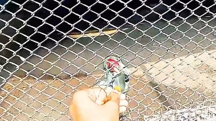 🐦 Beautiful Bird | Amazing Bird Moments | 美丽的小鸟 ✨