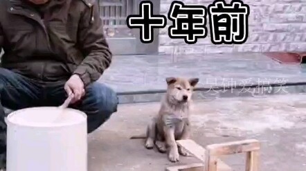 الحياة صعبة، الكلب يقدّم عرضًا للعيش.