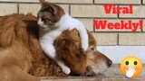 💥Funniest Pet Reactions And Bloopers Viral Weekly😂🙃 of 2019 | Funny Animal Videos👌
