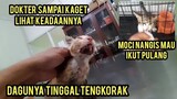 Astagfirullah Anak Kucing Sakit Abses Parah Sampai Kurus Kering Part 2 Sudah Di Bawa Ke Dokter..!