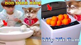 Thú Cưng TV | Dương KC Pets | Ngáo Husky Troll Bố #18 | chó vui nhộn | funny cute smart dog