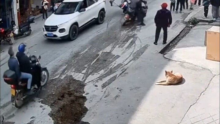 Chó con: Chính mắt tôi đã chứng kiến sự “phồn hoa trượt dài” của con phố này.