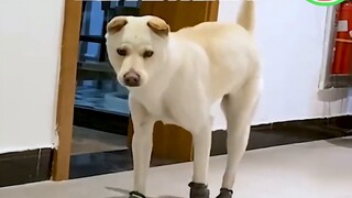 [Wu Lei] Xiaobei: Meskipun saya bukan manusia, Anda adalah "anjing" sejati