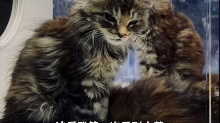 بالطبع، ستُصبح أشبه بقطّتك التي تربيها أكثر فأكثر!