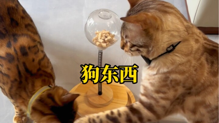 Why is there such a big IQ gap among leopard cats?