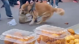 Walking the dog without a leash, and getting punished by a golden retriever