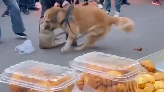 Walking the dog without a leash, and getting punished by a golden retriever