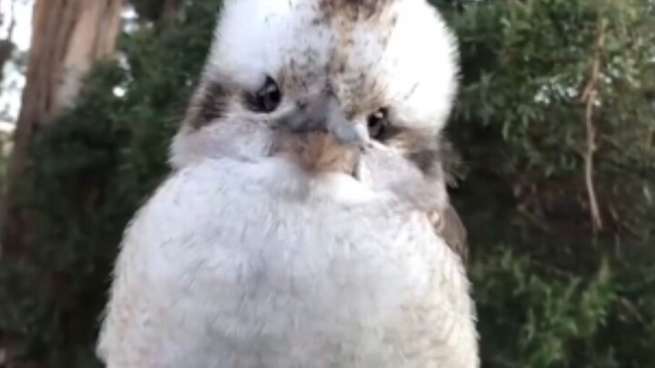 This bird doesn’t look very smart.