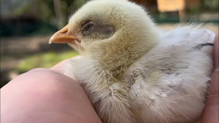 Dia ingin menjadi seekor ayam, bukan sebutir telur