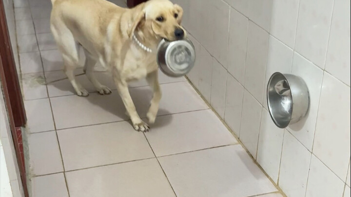 Dog: Something’s off with today’s bowl—why does it feel so strong?