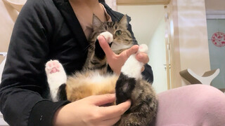 Saya ingin tertawa saat memikirkan semua anak kucing di negara ini yang bantalan remnya diperiksa.