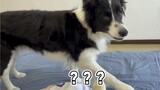 How Should A Dog Tell You It's Time To Wash Your Feet?