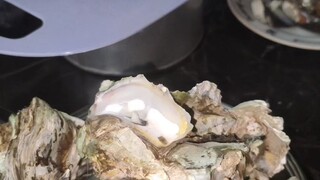 Oysters