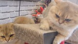 [Hewan][Vlog]Momen lucu dua kucing oranye
