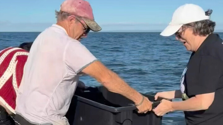 An American family thought they had rescued a kitten in the ocean—turns out it was a ferocious beast