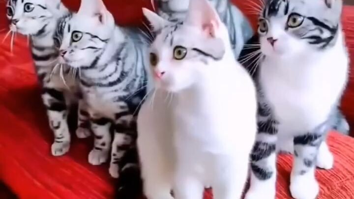 #cat lover