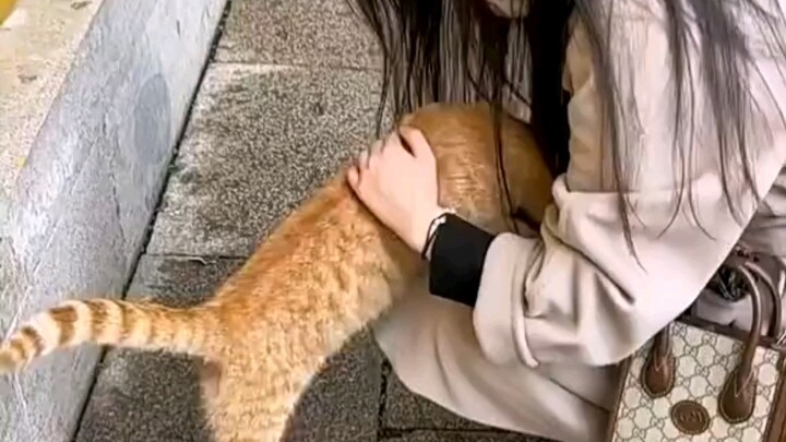 College Student’s Cat-Taming Diary: Bro, Looks Like You Forgot to Wash Your Paws!