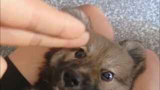 "The world is in tatters and the puppy is mending it"