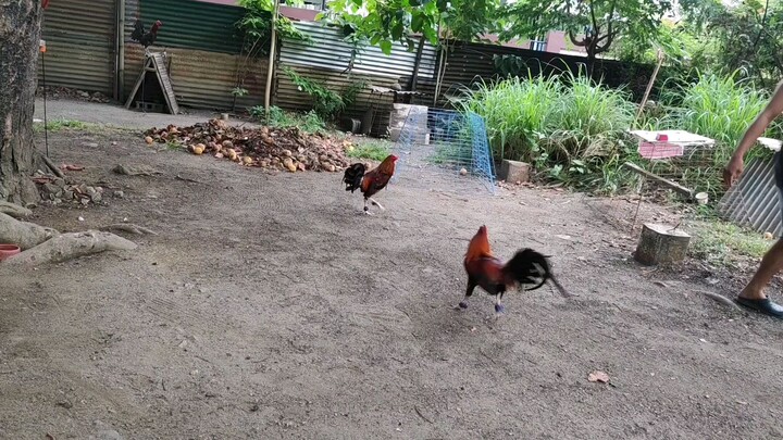 boston sweater vs sweater hatch