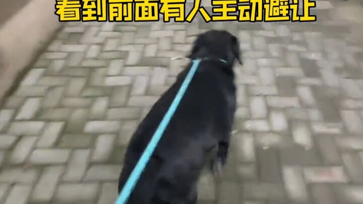 Dog owners don’t need to work out at all!