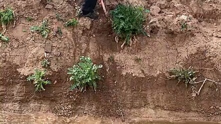 كان عمّ قايجيه بوليان قادرًا على التسلق أصلًا، لكن صرختك بـ“أحرِص!” أفقدت عمه القوة في ساقيه.