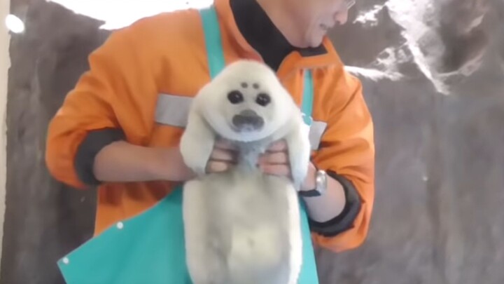 Toba Aquarium: The Baby Seal Makes Its First Appearance One Month After Birth (tobachan) (3/22/20)