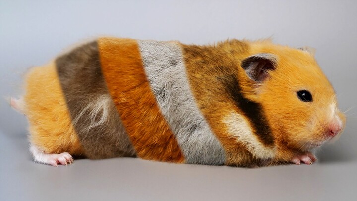 The Most Comprehensive Guide to Golden Hamster Coat Colors Ever