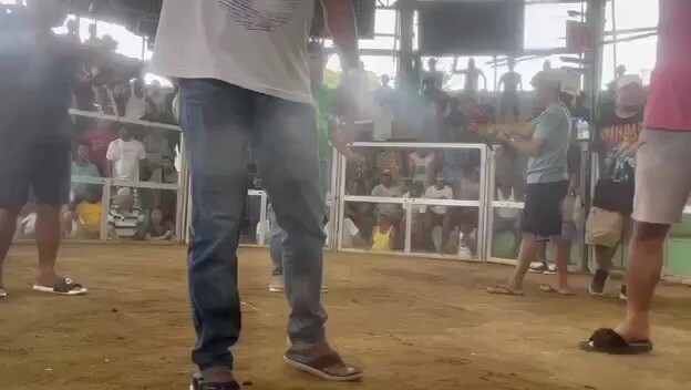 Para champion 2 cocks win