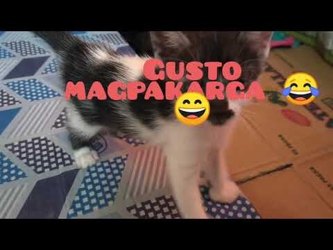 Playful kittens
