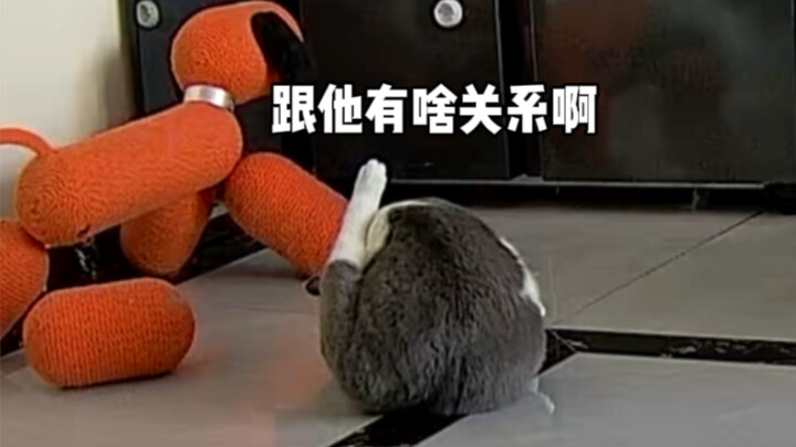 أخيراً لم يستطع أخو الكلب الصمود أكثر…