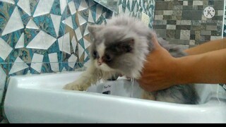 How to Bathe a Kitten / Kitten first bath #LigoChallenge #bathingcats #bathingkittens #catbath