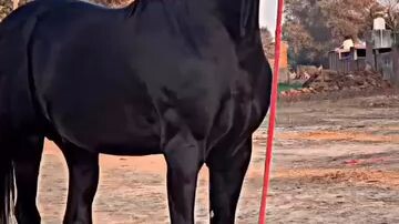 horse videos 🐴 follow
