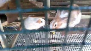 Cuteness overload guinea pig & rabbit