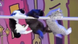 القطة الصغيرة في الخلف: هيا بسرعة