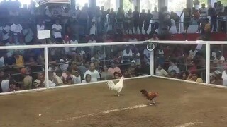 napitikan pa ang puti, buti matapang@sabong@1stfightwin