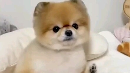 หมาซิ่วที่ทั้งน่ารัก ขี้อ้อน และยังตอบกลับคุณได้ด้วย! ขอให้กลับบ้านกับฉันได้ไหม?