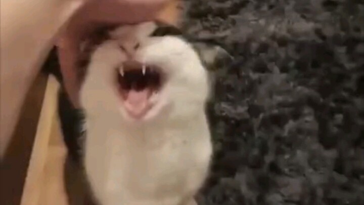 点击看可爱猫猫迷因