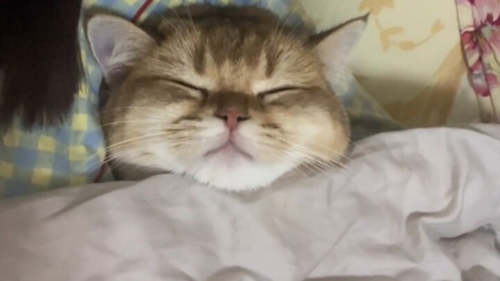 “แมว: ฉันคือแมว ฉันไม่ต้องไปทำงาน!”