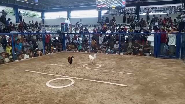 prh x tornado champion