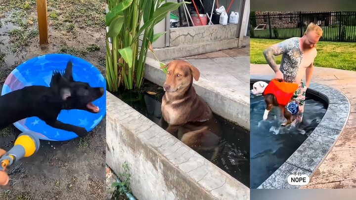 Cooling Tips for Dogs