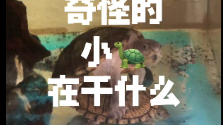 Permisi, apakah dua kura-kura jantan bisa begini❓❓