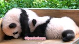 Adik, Kakak Laki-Laki Panda Tak Menghasilkan Susu