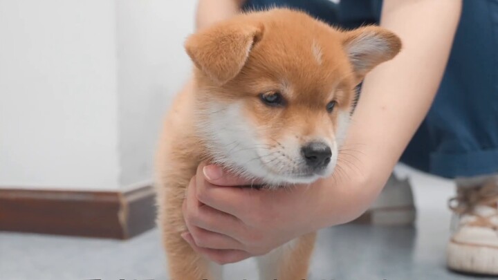 The little milk dog went out for an injection for the first time, and the dog mother was worried tha