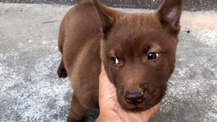 Baru dua kali dalam setengah tahun bertemu dengan anjing pedesaan yang begitu cantik, sangat manja; 