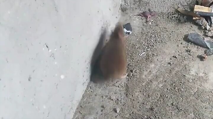 Sudah punya beberapa anak tikus belum dapat poin?