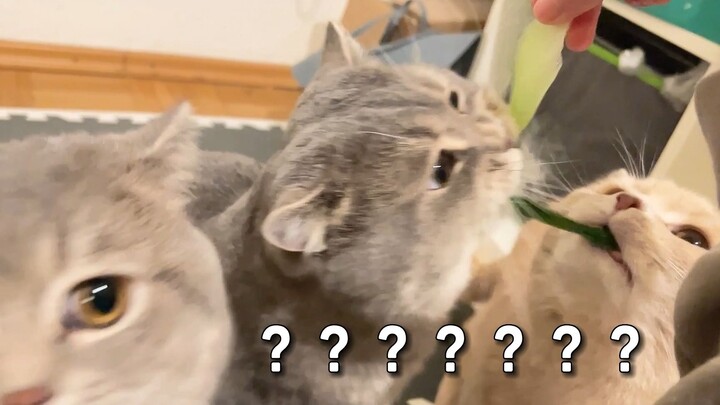 หมูป่ากินผักใบเขียว (ครบแสนฟอลโลเวอร์แล้ว แจกปลิงทะเลจ้า!)