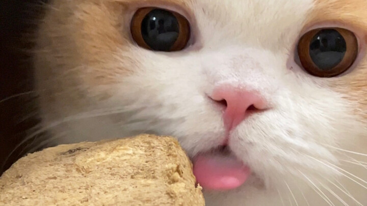 Masak ada kucing bodoh yang makan nggak bisa menggigit sih?