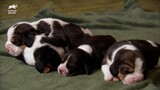 【Animal Circle】【Chi sub】(Eng) A litter of newborn Beagle puppies