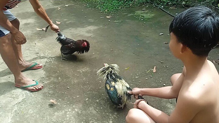 sparing