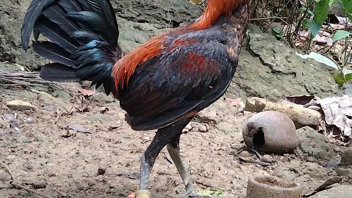 BROODSTAG♥️for breeding purposes only